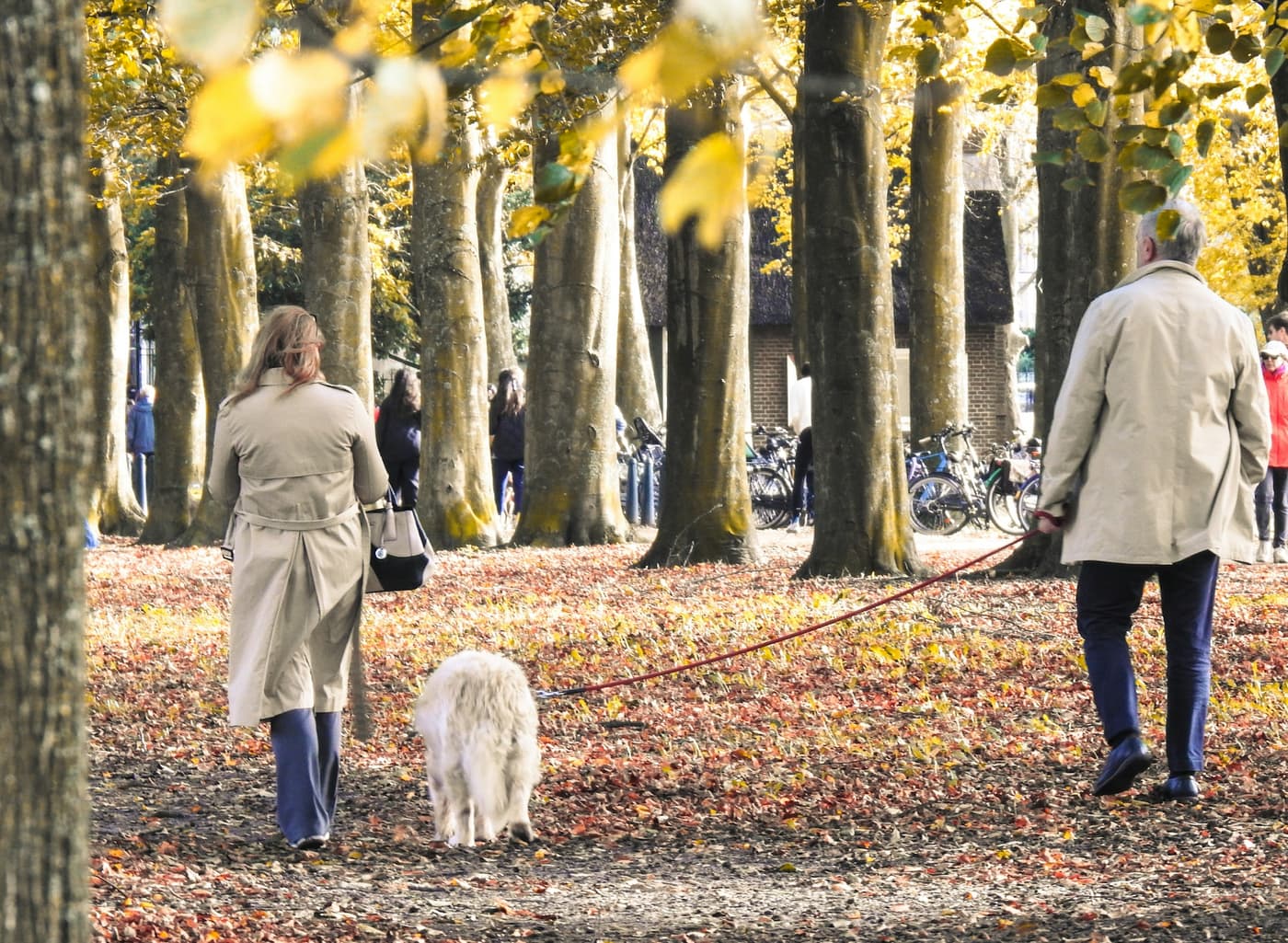 Wandelaars met een hond onder herfstbomen in Den Haag