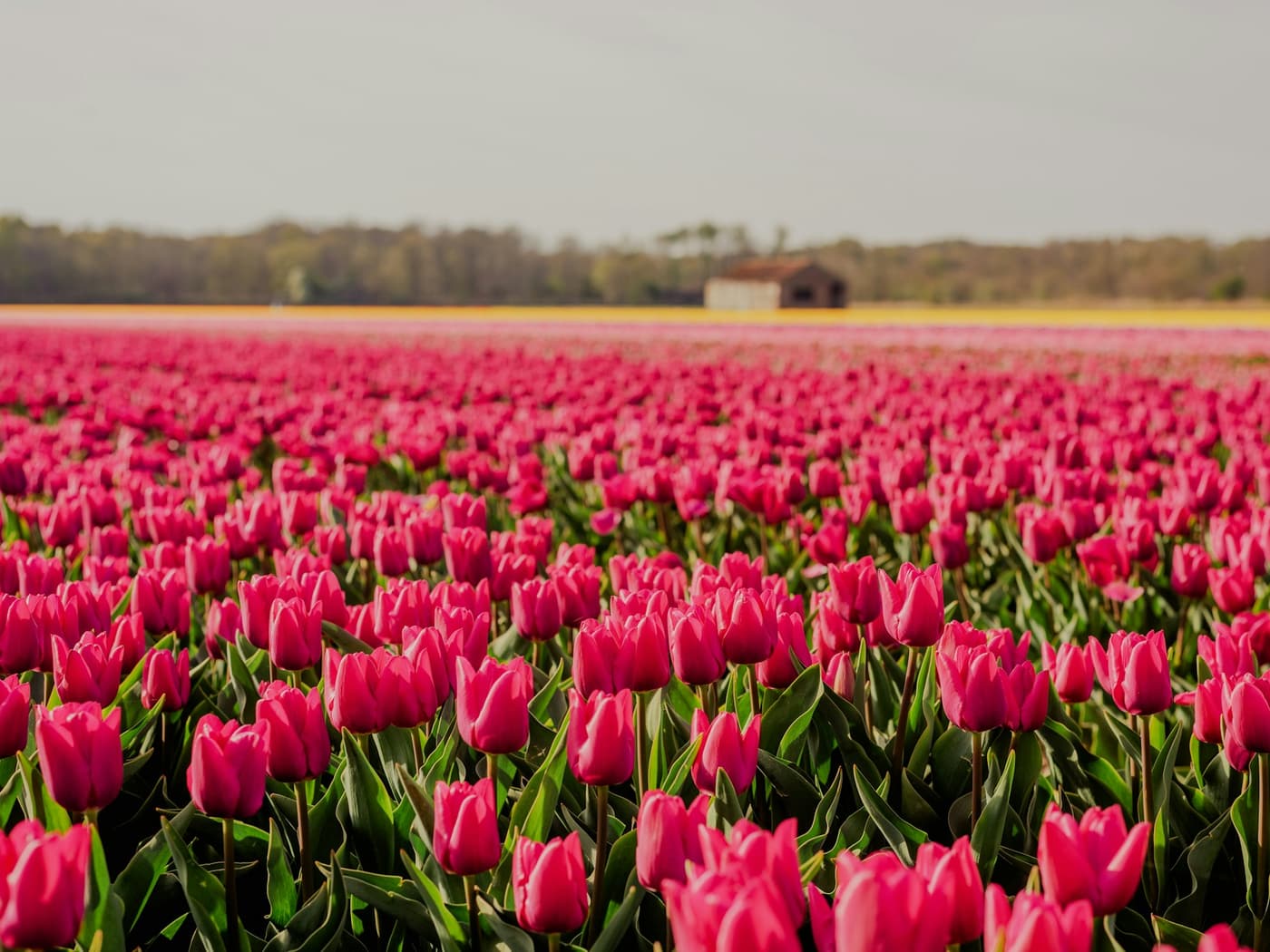 Roze tulpenveld met een schuur bij Hillegom
