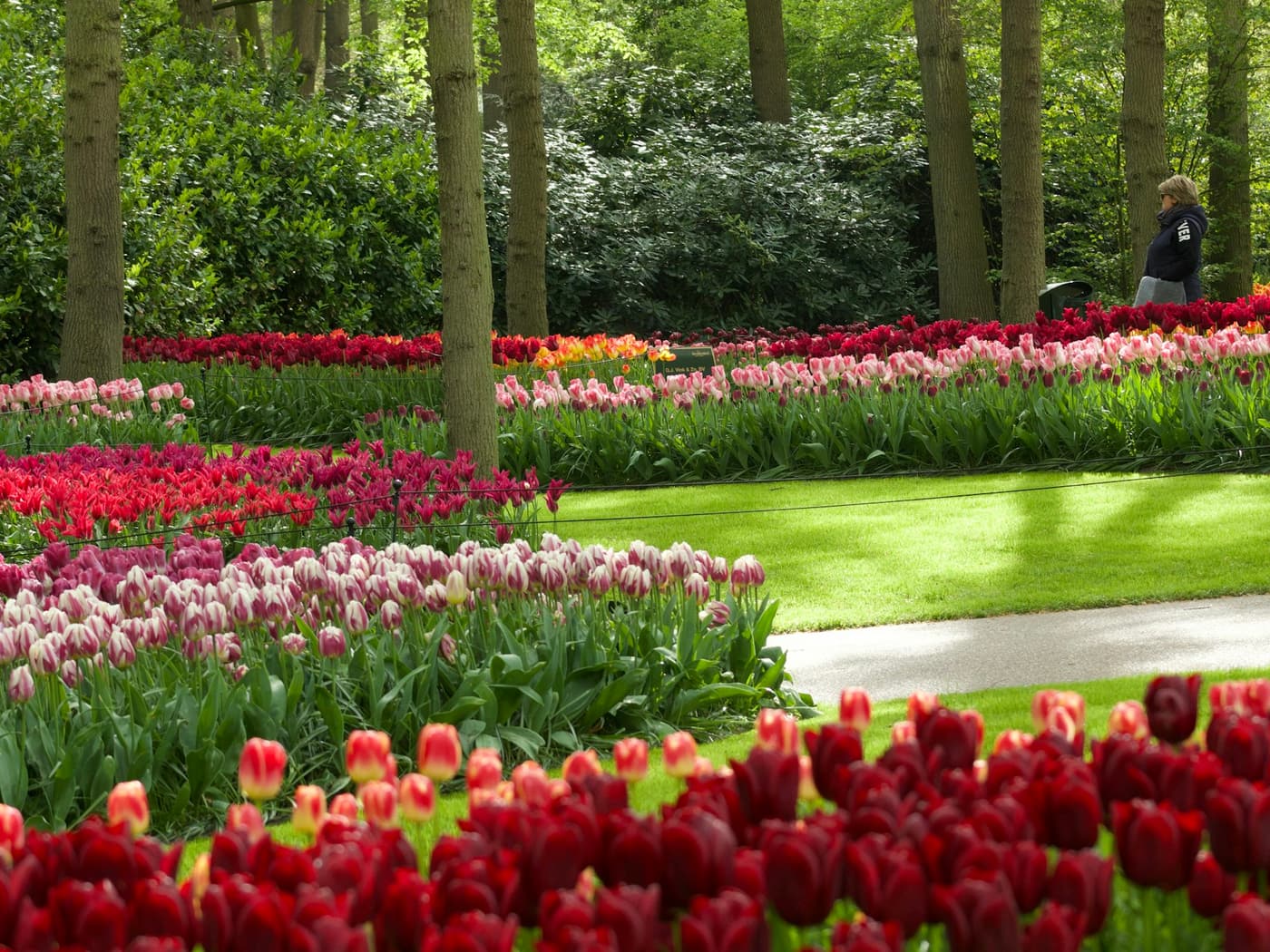 Bloeiende tulpen tussen de bomen in de Keukenhof in Lisse