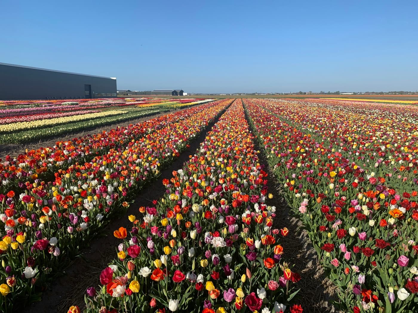 Rijen bloeiende tulpen in de bollenvelden bij Noordwijkerhout