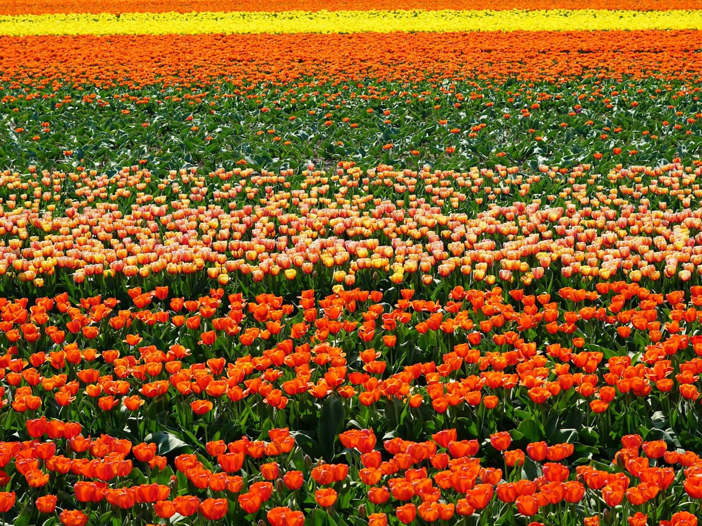 Kleurrijke tulpenvelden in de Bollenstreek