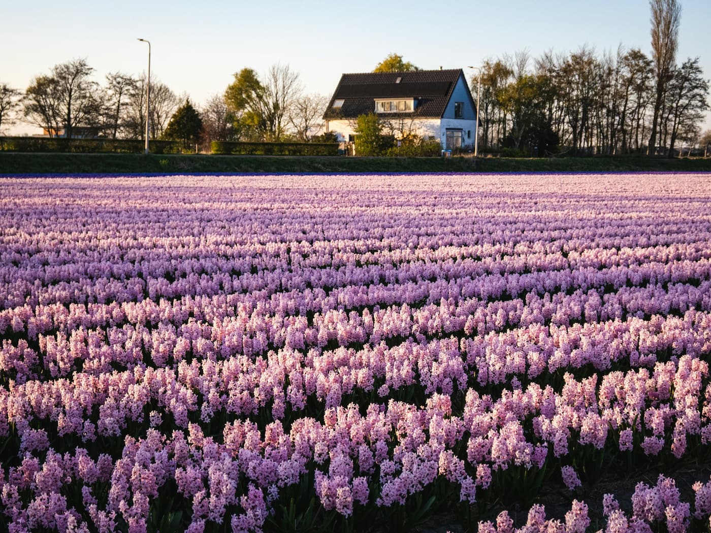 Bloeiend hyacintenveld met een woning in de Bollenstreek